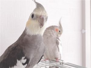 オカメインコ　PFノーマルとシナモン２